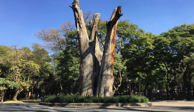 El Sargento в Чапультепеке — мёртвый ствол посреди живого парка