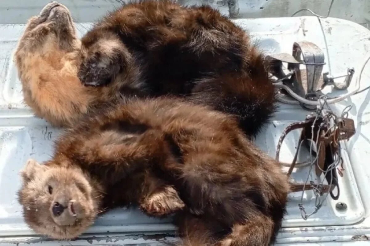    В Хабаровском крае выявили случаи незаконной охоты на соболя