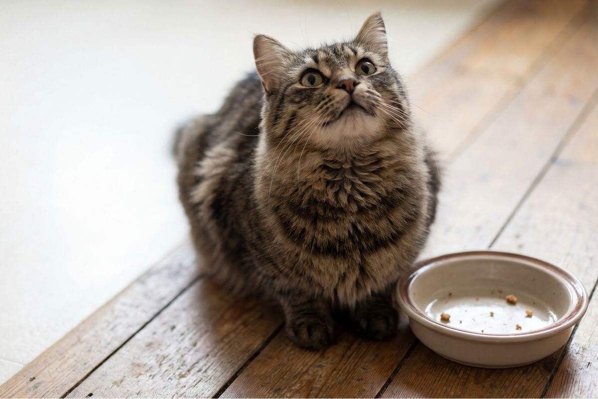 Кошка в ожидании добавки 