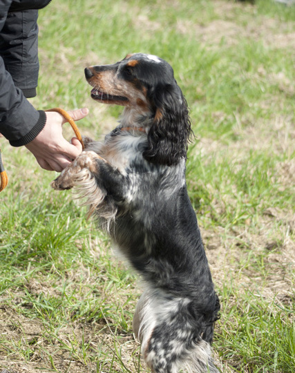 Почему у нас не любят питомники?