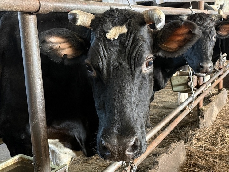     Растет и поголовье крупного рогатого скота. Фото: пресс-служба правительства Новгородской области
