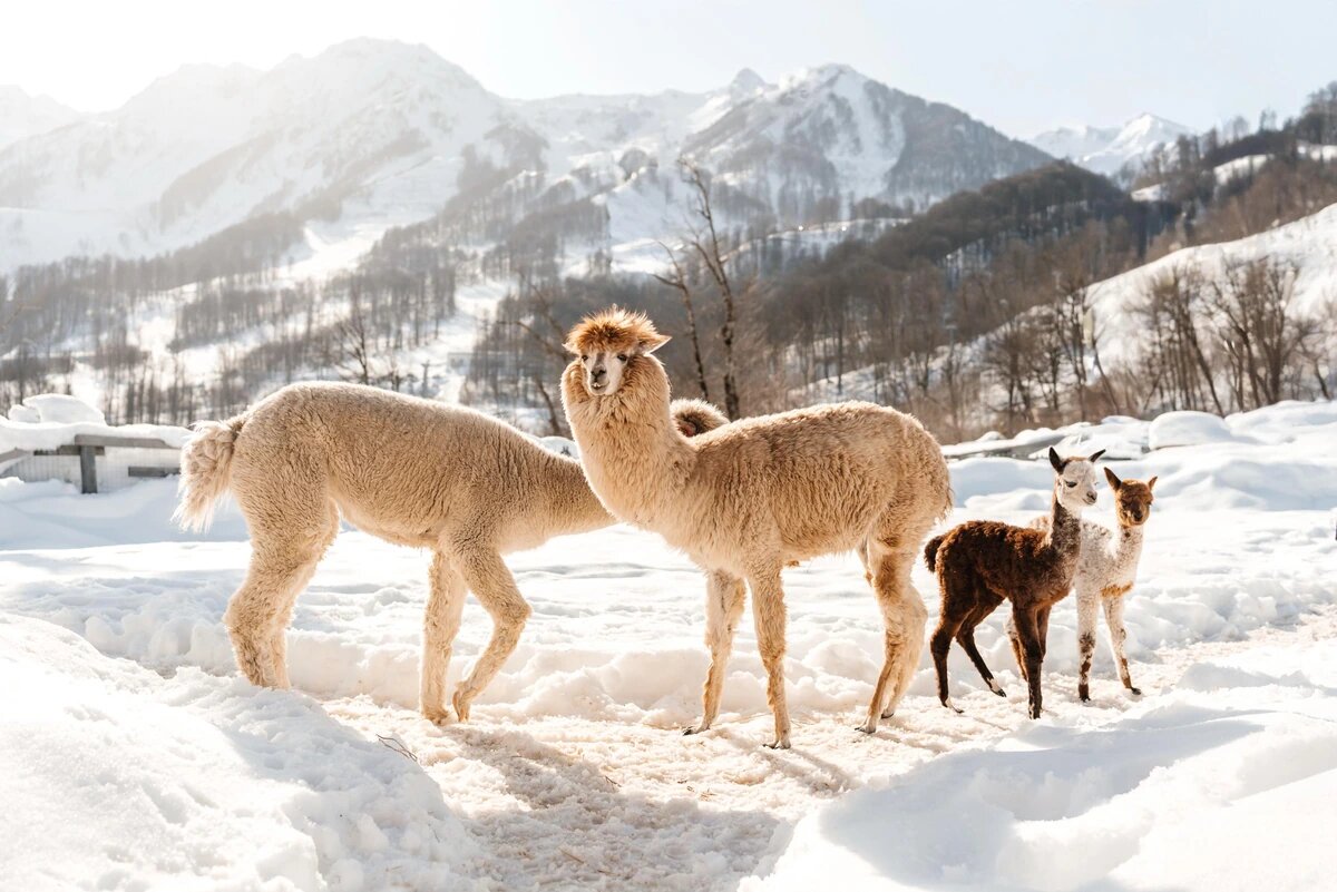    Фото пресс-службы курорта «Роза Хутор»