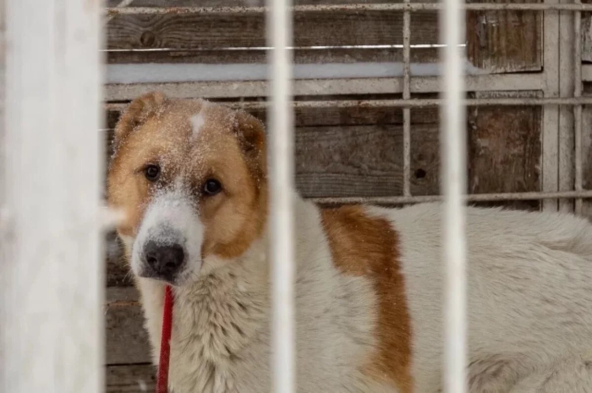    «Няшка» размером с телёнка.