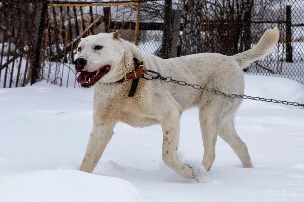    Алабай Альба. "Это территориальные собаки – они ежедневно и не по разу обходят свою территорию". Фото: «АиФ-Урал»/ Иван Авдеев