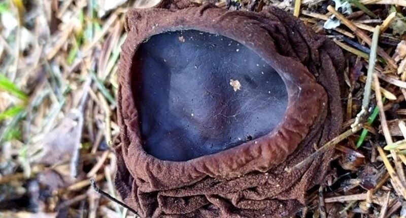    ПФ «Верховье»