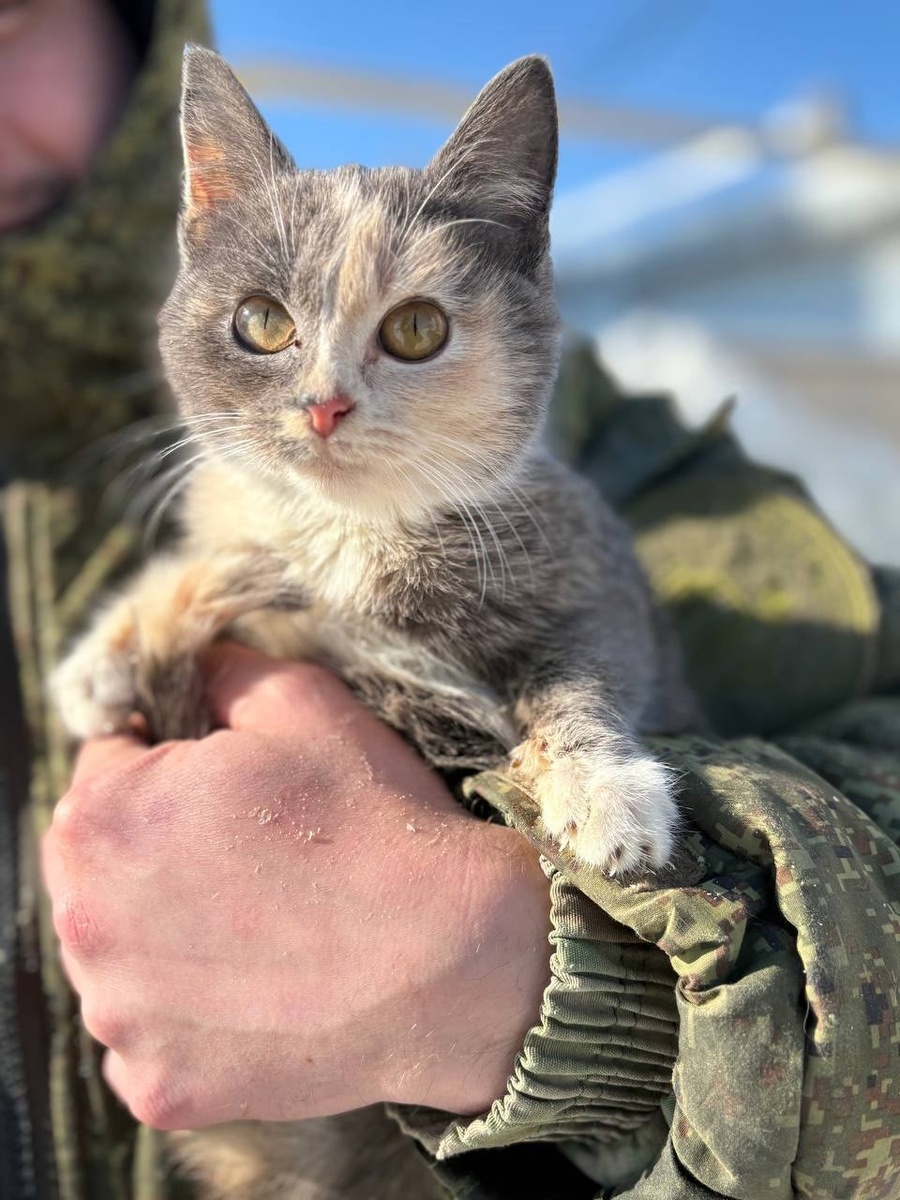 Добрые руки! Жаль, что нельзя забрать домой всех. 