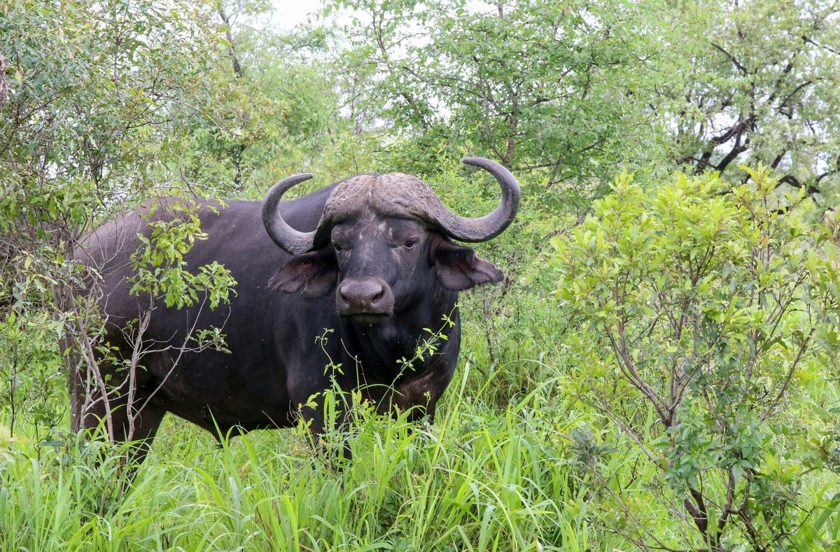    Началом проекта стало спасение черного буйвола, предназначенного для кормления хищников. Фото несет иллюстративный характер