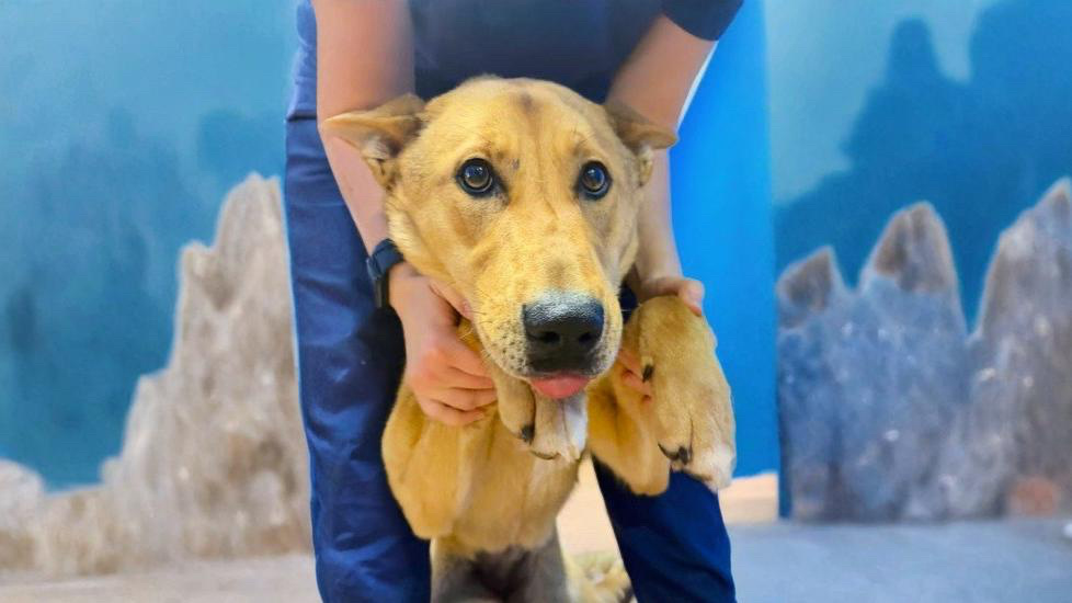    «Обаяла даже суровых хирургов»: собаку со сломанным позвоночником спасают волонтёры