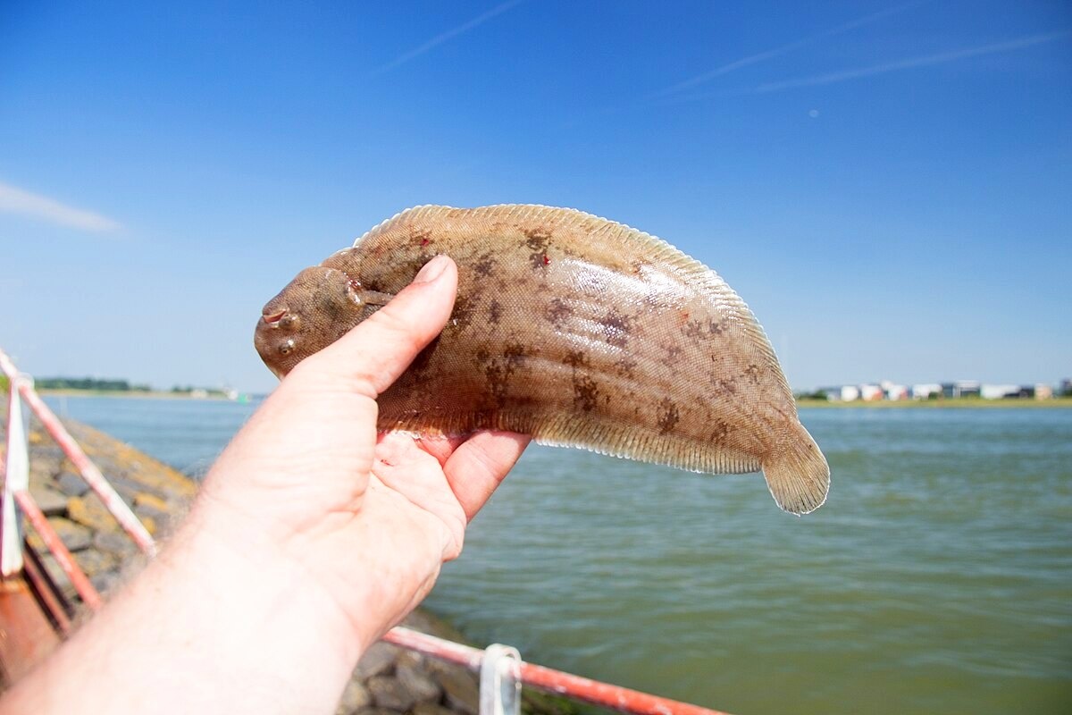 Европейская солея