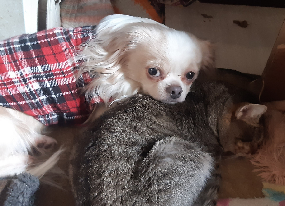 Всё равно его не брошу, потому что он хороший!