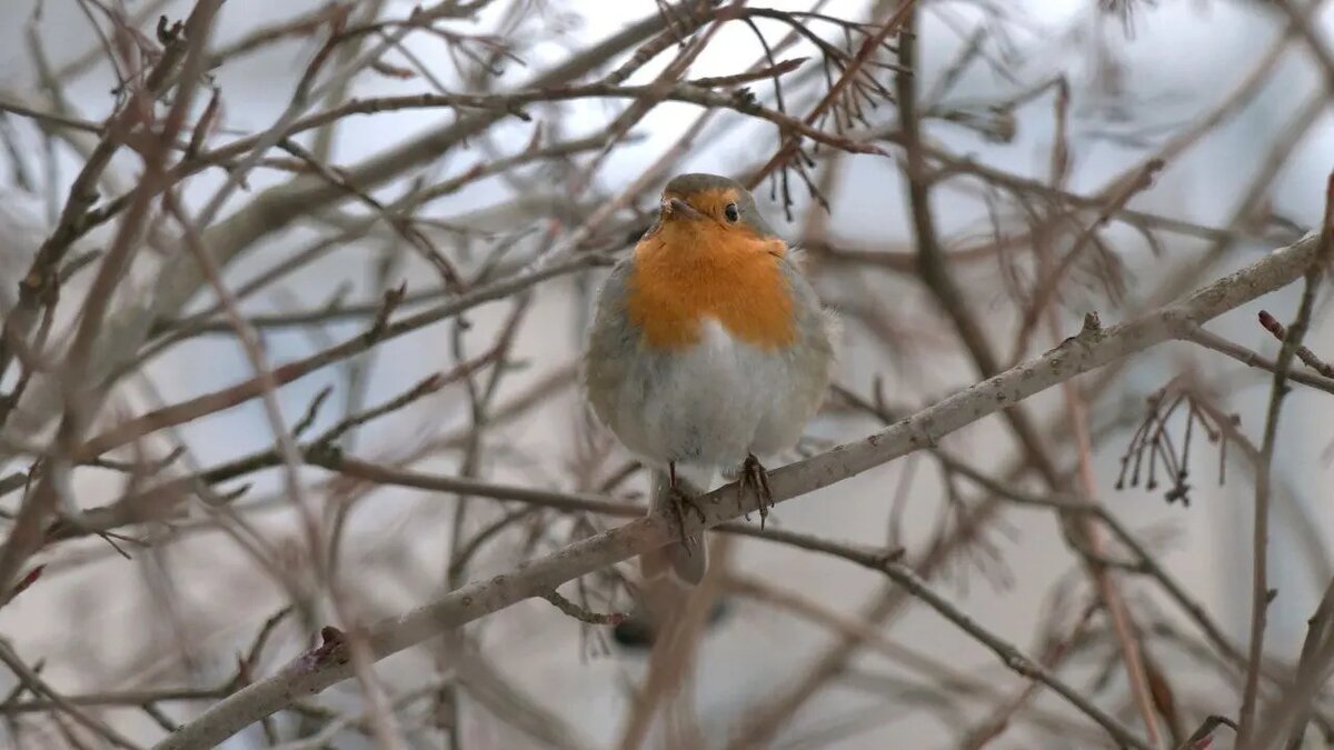    Фото: телеграм-канала «Каждой твари по паре» биолога Павла Глазкова.