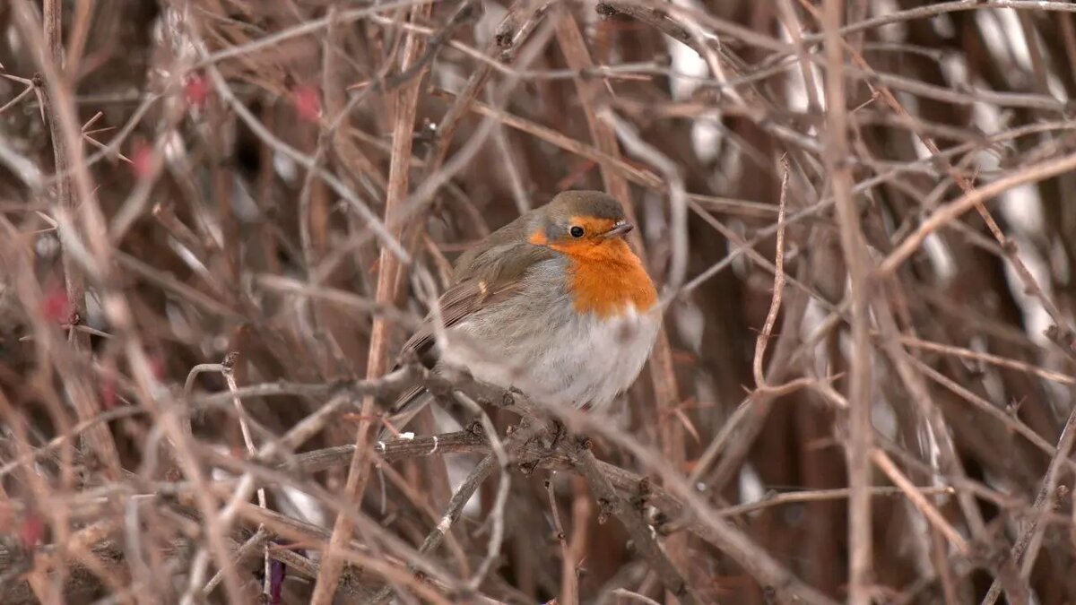    Фото: телеграм-канала «Каждой твари по паре» биолога Павла Глазкова.