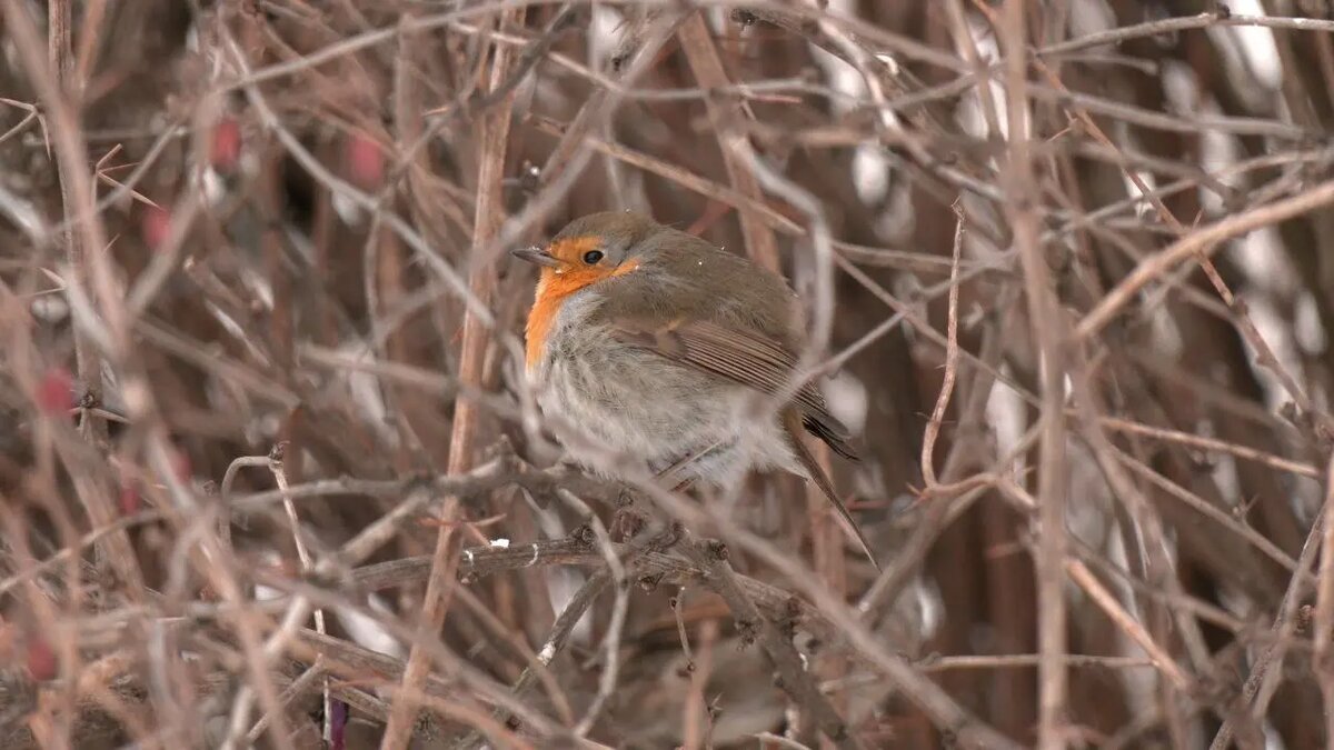   Фото: телеграм-канала «Каждой твари по паре» биолога Павла Глазкова.