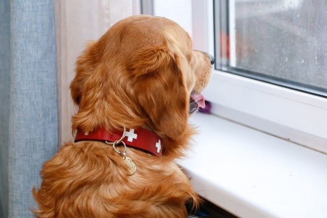   Фото из архива Калининград.Ru