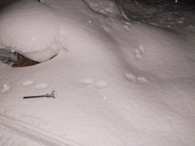 Следы куницы