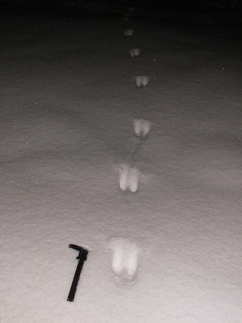 Следы хорька