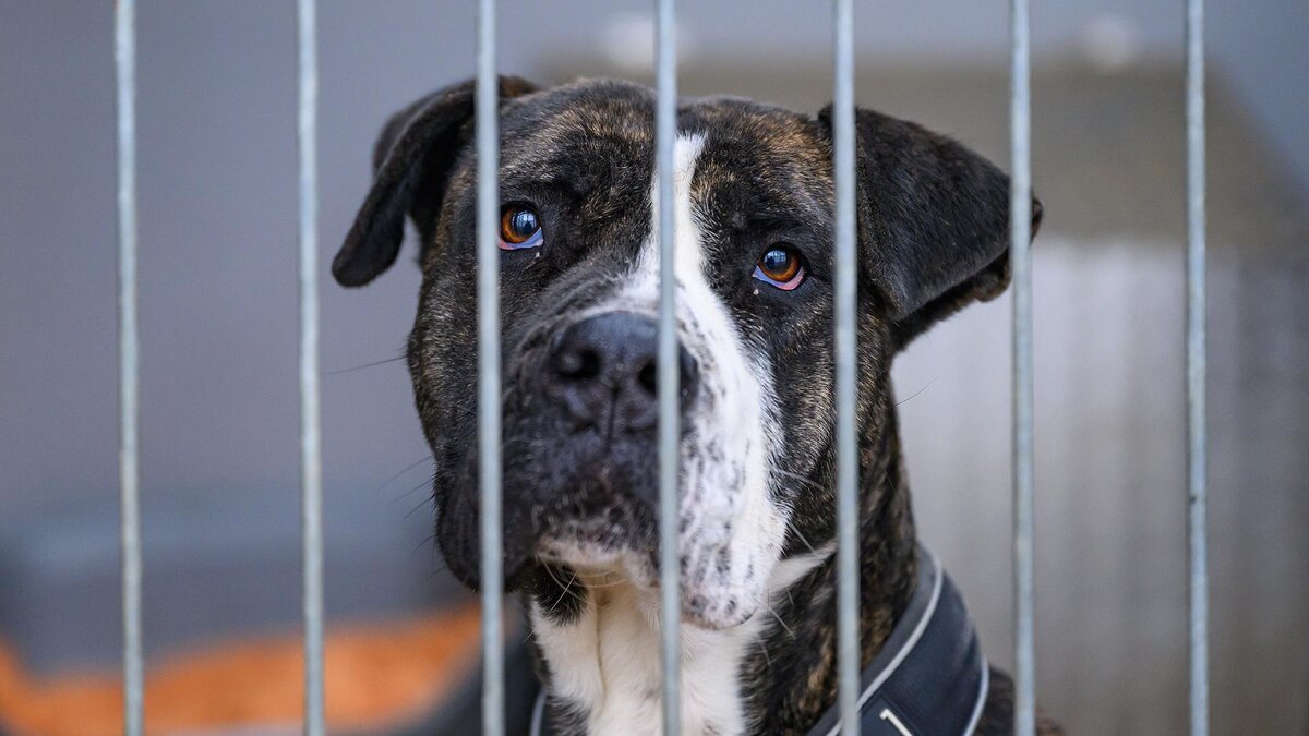    Фото: Patrick Pleul/globallookpress.com