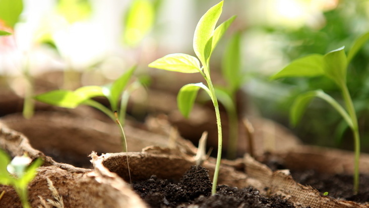 Замачивание семян действительно кардинально влияет на всхожесть и скорость прорастания. 