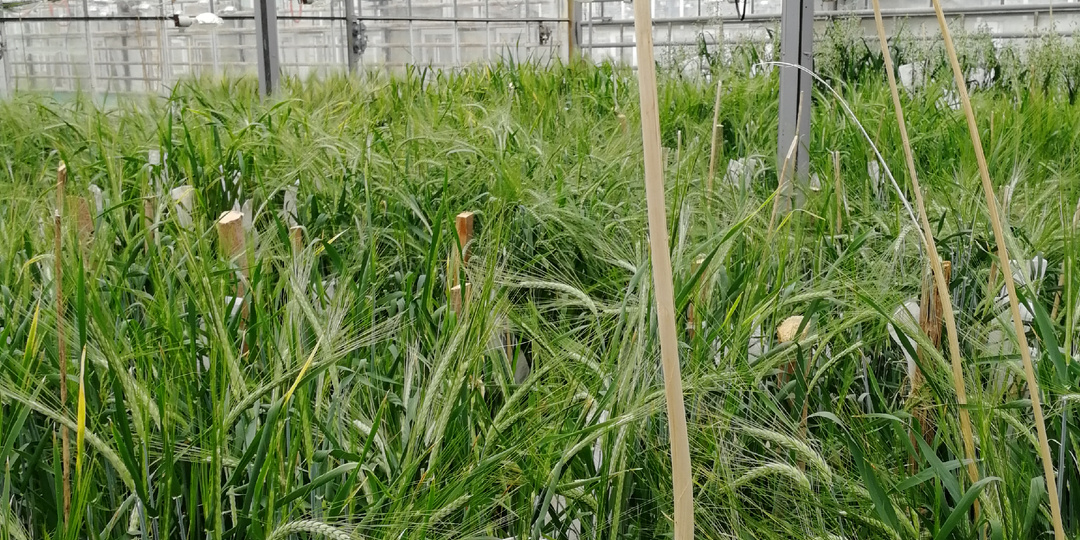 А вы знаете что такое фитотрон , друзья?