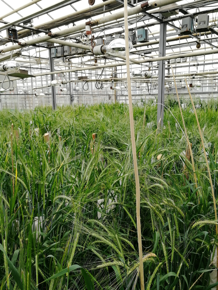 Фитотрон НЦЗ им. П.П.Лукьяненко г. Краснодар