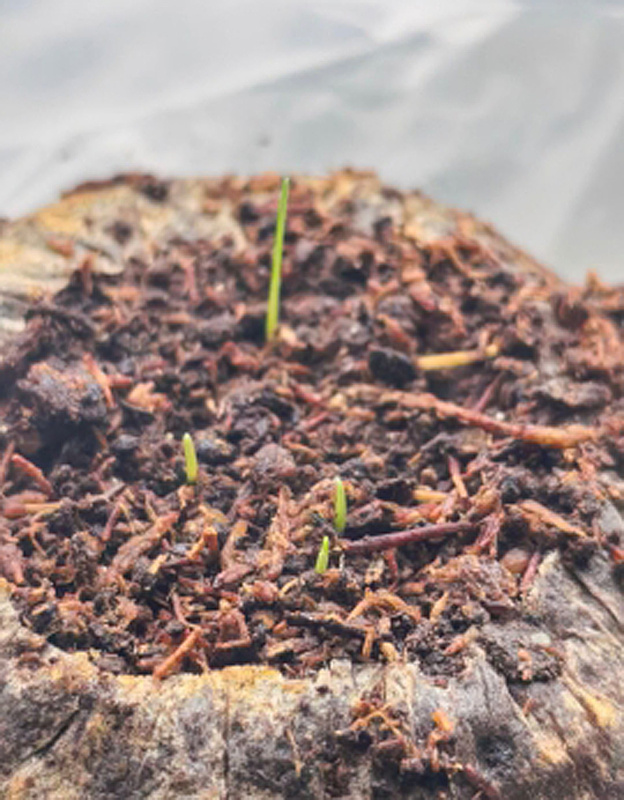 1. Всходы овсяницы сизой