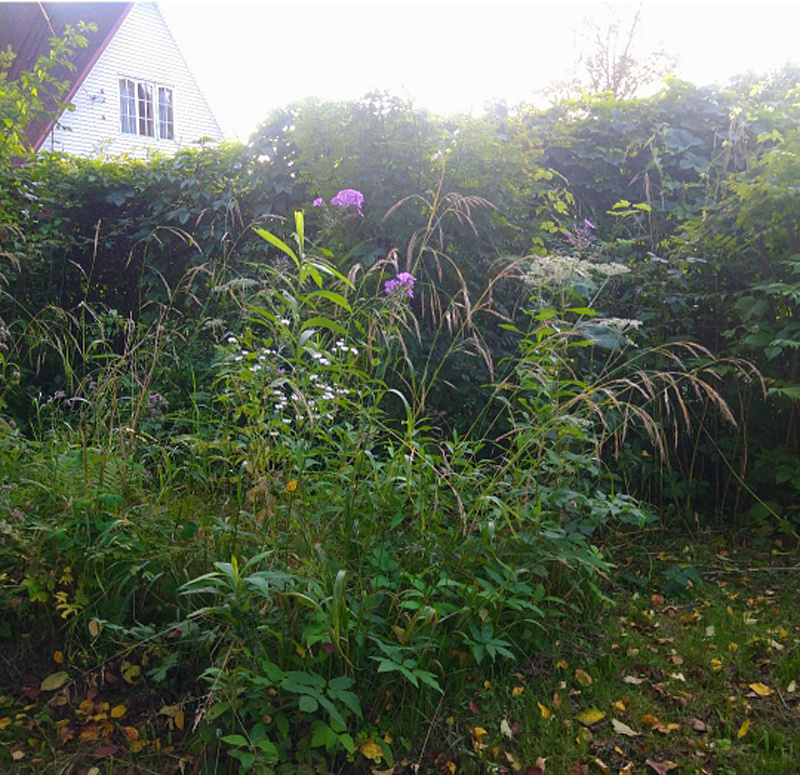 2. Пырей, флоксы, дудник