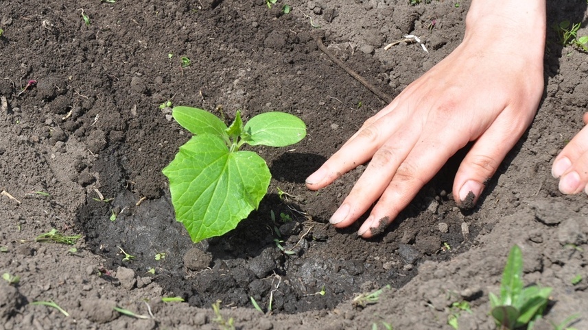 Высадка рассады огурцов