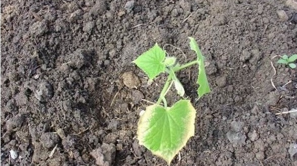 Результат одного заморозка