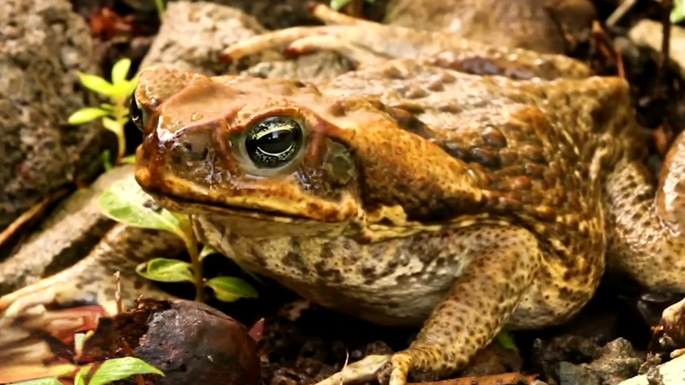 ФОТО: Кадр из программы "Невероятно интересные истории", РЕН ТВ