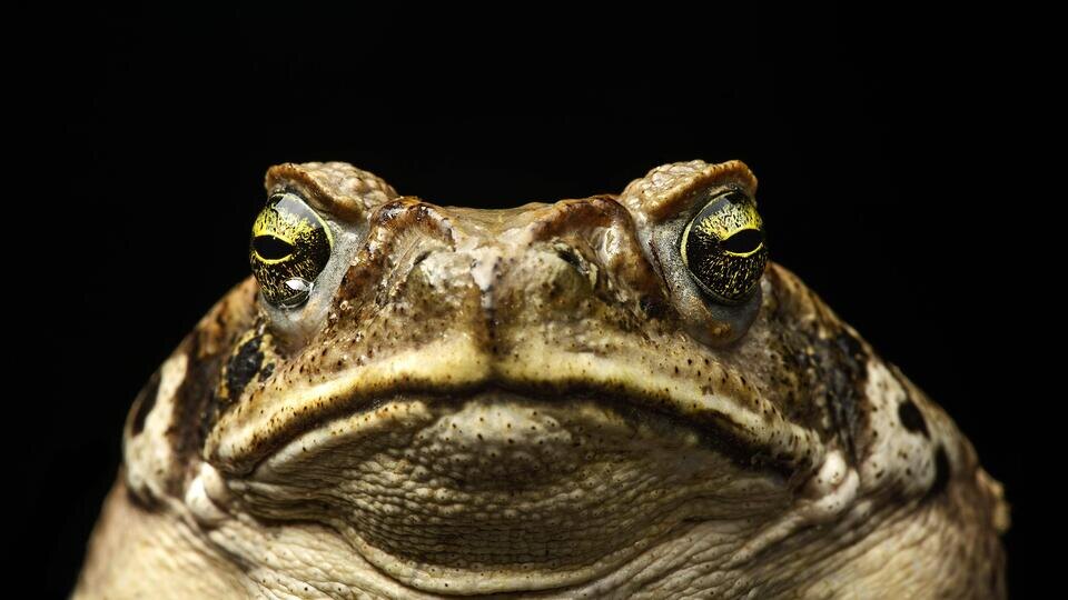 Фото: РЕН ТВ