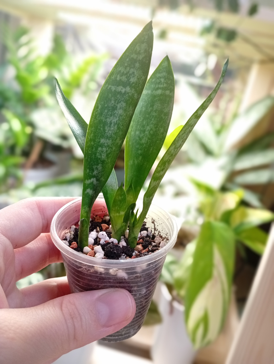 Стаканчик с детками с первого промежуточного результата.