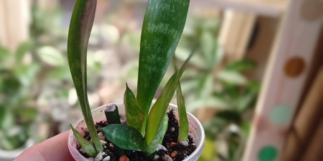 Сансевиерия: попытка сделать куст пышнее. Промежуточный результат N2.