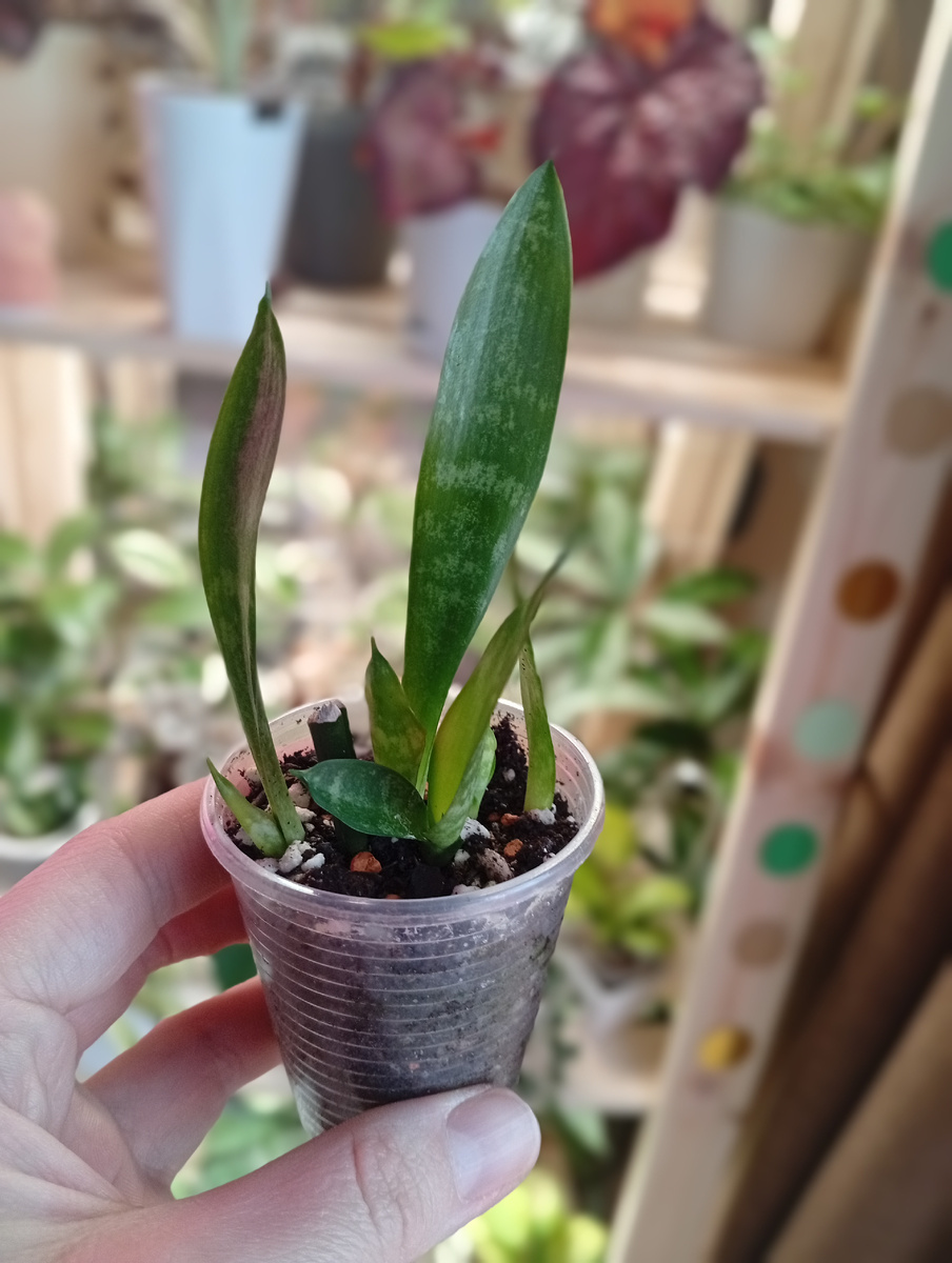 Вот так выросло еще деток с оставшихся фрагментов.