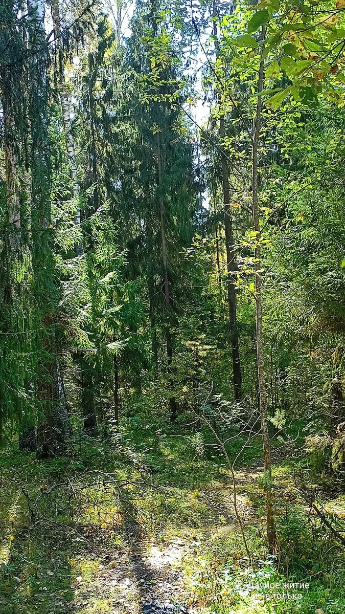 Наш лес вокруг дач