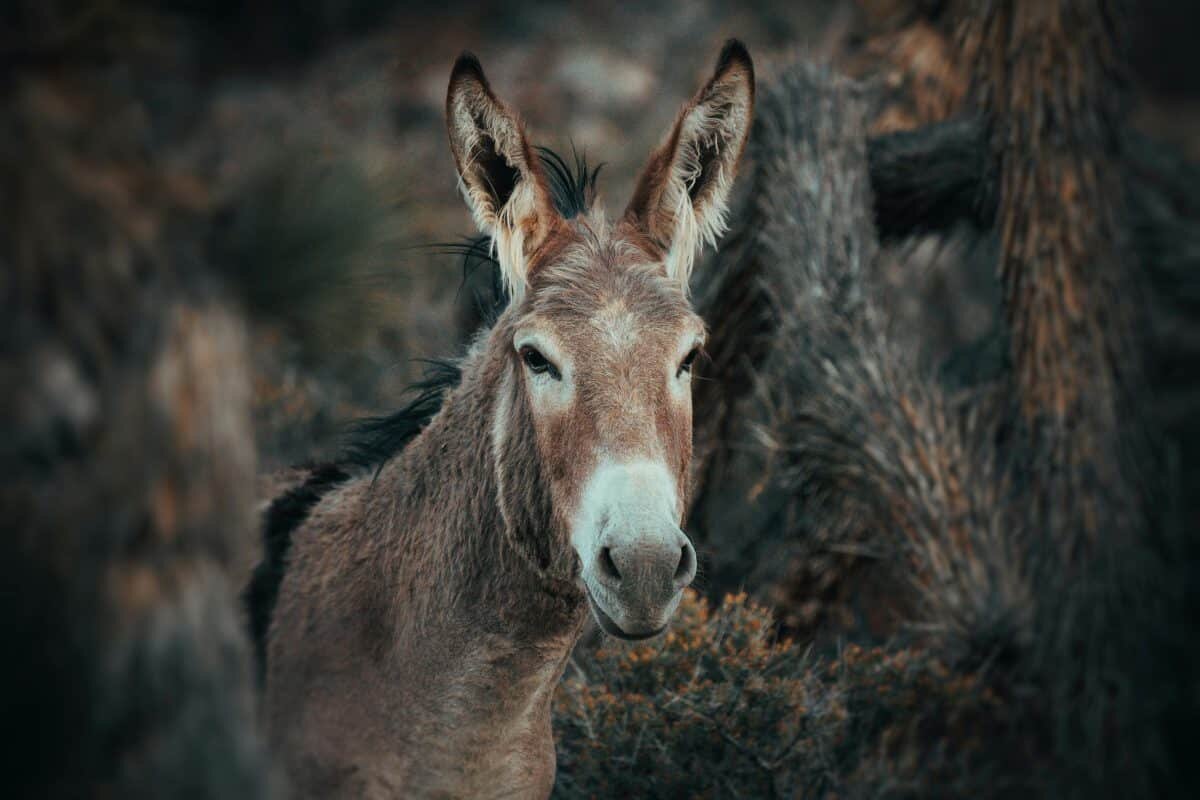    Дикий мул / ©Roberto Lee Cortes