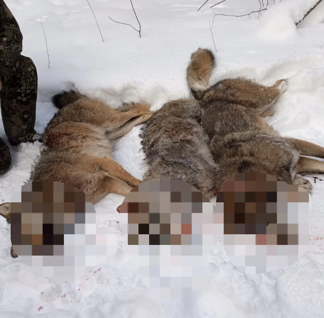 Фото из официального канала главы района на платформе MAX