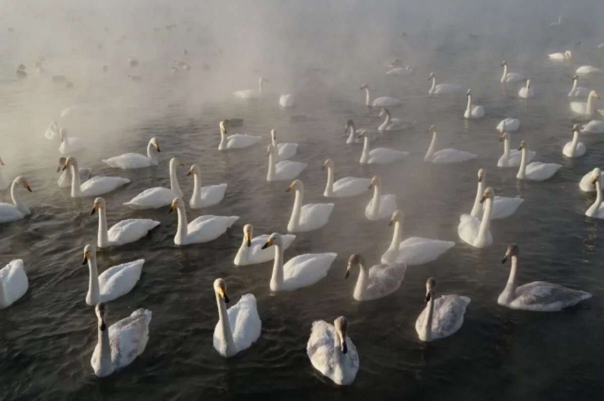    Эксперты обсудили меры поддержки заказника «Лебединый» на Алтае