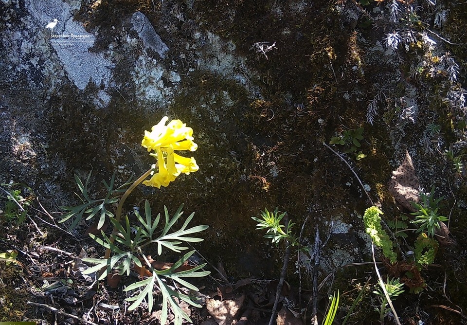    Цветение хохлатки удалось зафиксировать хабаровским ученым. Фото: "Заповедное Приамурье"