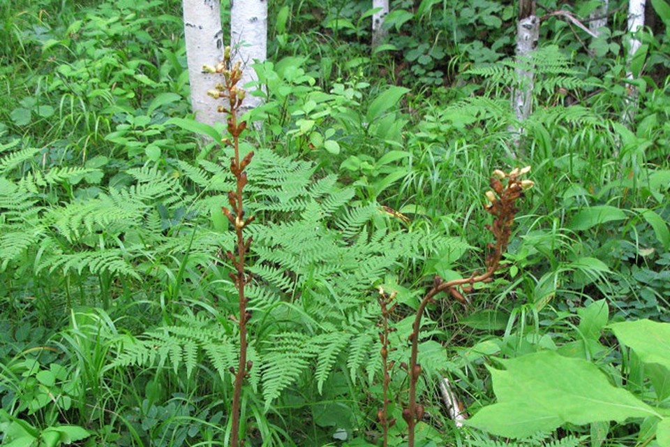    Целую поляну с орхидеями нашли хабаровские ученые. Фото: "Заповедное Приамурье"