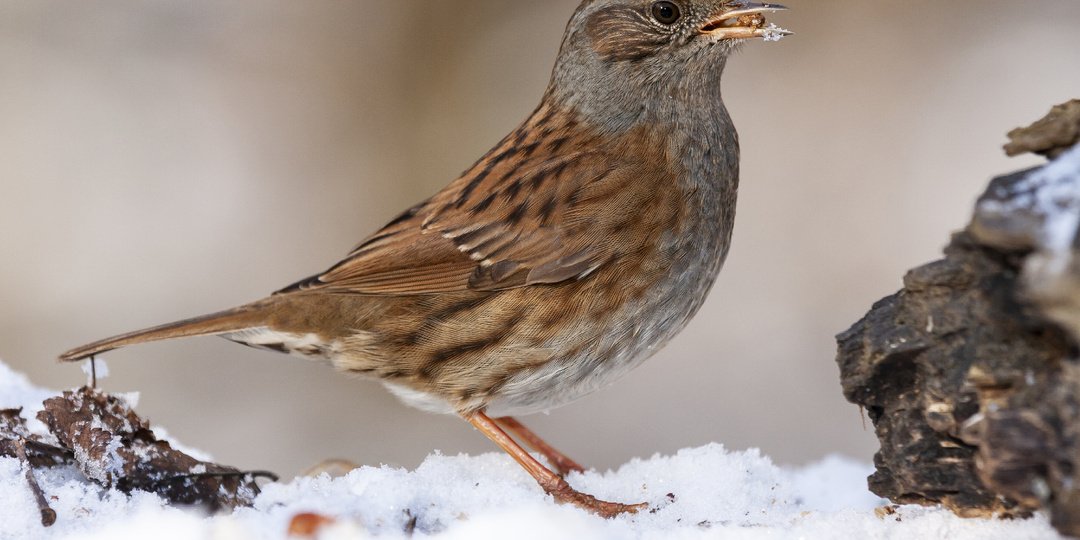 Всероссийская перепись воробьев стартовала с 7 по 15 февраля