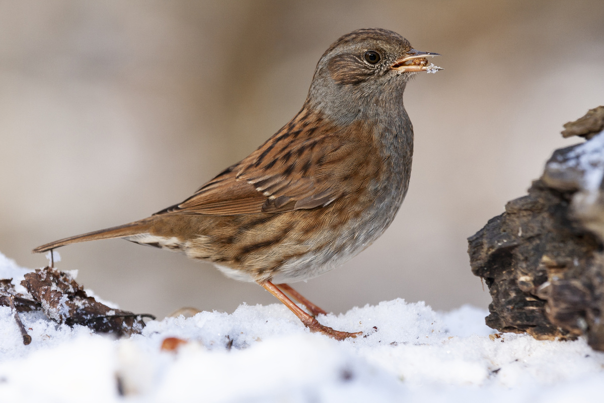 <a href="https://ru.freepik.com/free-photo/dunnock-prunella-modularis-standing-ground-covered-snow-with-food-its-beak_17245147.htm">Изображение от wirestock на Freepik</a>