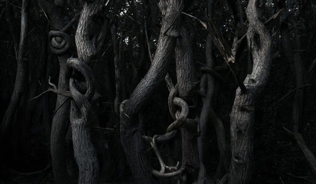 пьяные деревья или аномалия гравитации?