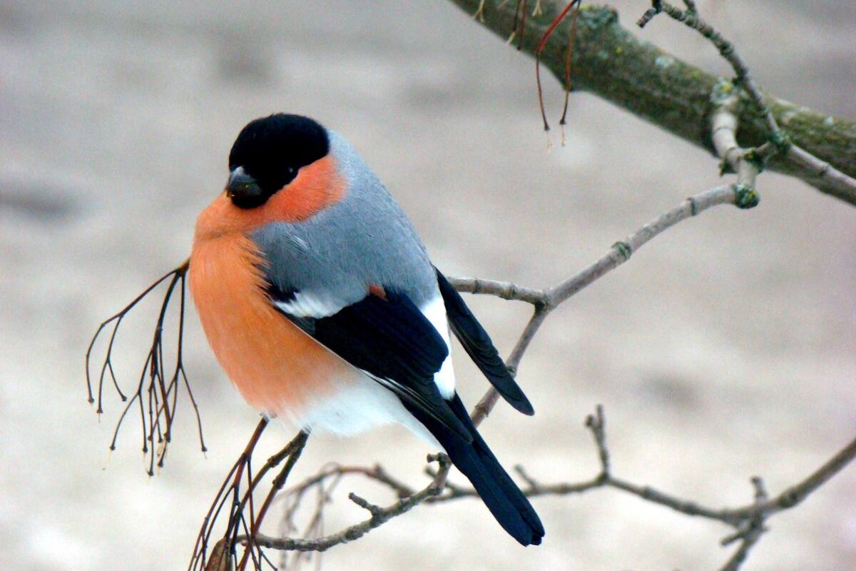 Красавчик снегирь