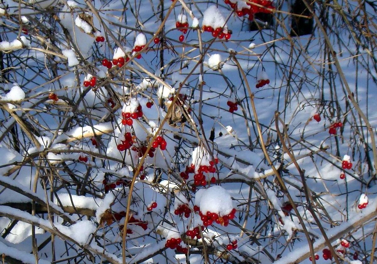 Неунывающие ягоды калины весело выглядывают из-под снежных шапок