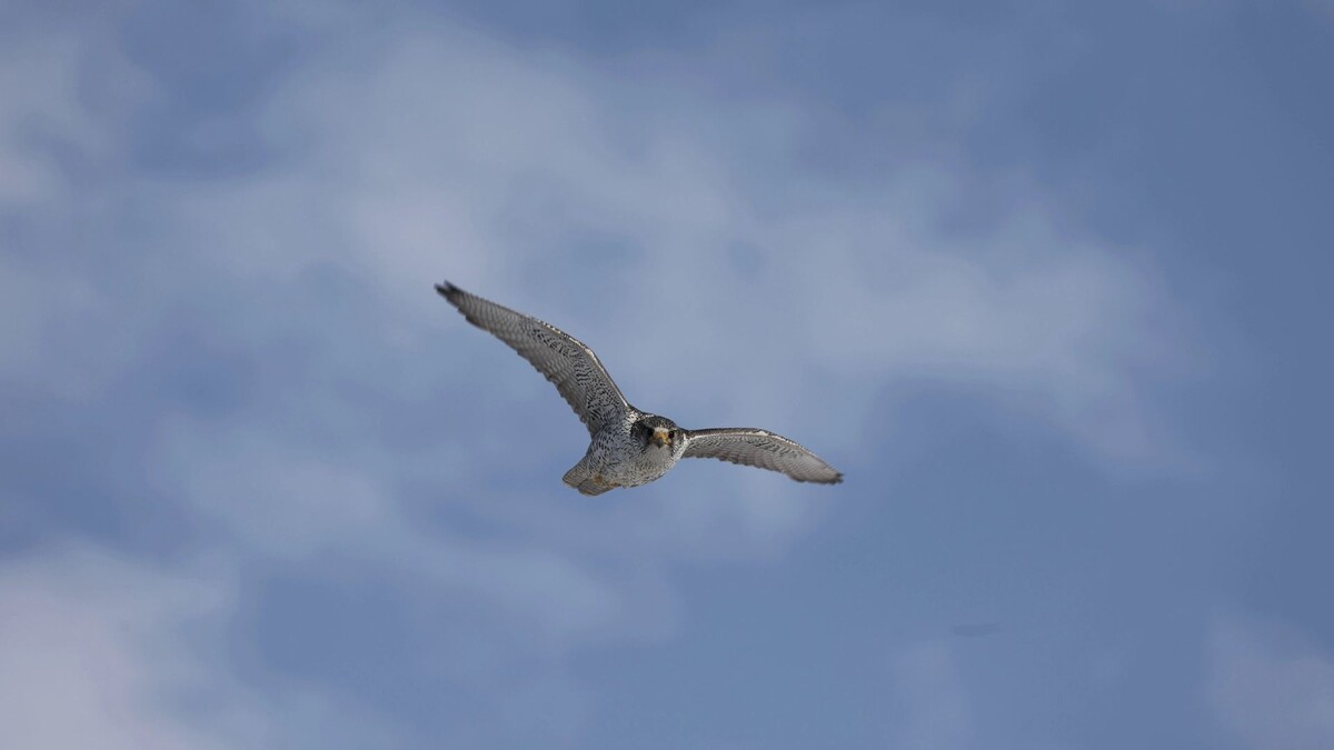    Фото: Александр Соколов