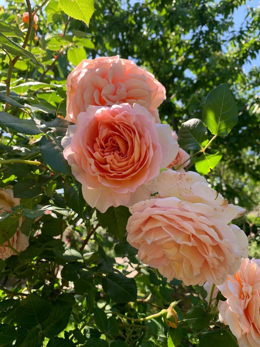 Роза Абрахам Дерби