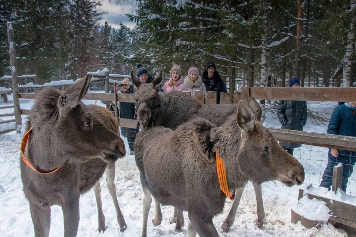    Фото: Пресс-служба ФГБУ «Национальный парк «Зюраткуль».