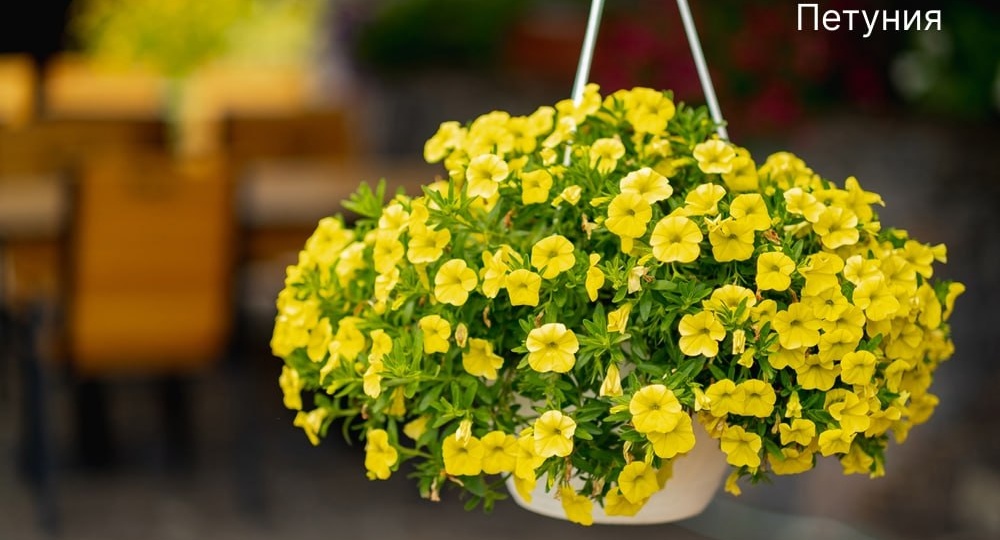 Ампельные растения – просто находка для сада! Что нужно – подчеркнут, что не нужно – спрячут