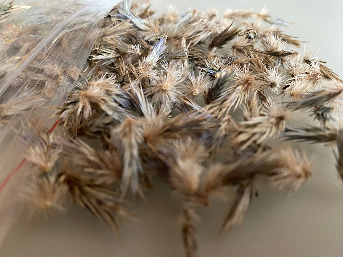 Собранные семена мордовника, фото автора. На самом деле это высушенные одноцветные козинки из соцветий растения, внутри которых развивается семя мордовника - семянка. Эти корзинки колючие, не особо приятно с ними возиться.