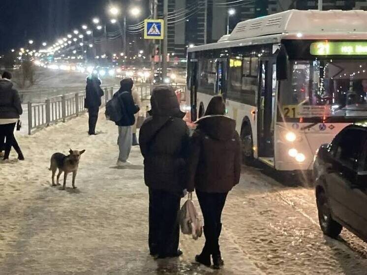     Фото: тг-канал администрации Воронежа